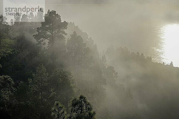 Nebelstimmung mit Kanarischer Kiefer (Pinus canariensis) beim Mirador Barranco de Garome  Puntagorda  La Palma  Spanien  Europa