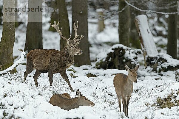 Rothirsch (Cervus elaphus)  Männchen mit Hirschkuh im Winter  captive  Bayern  Deutschland  Europa