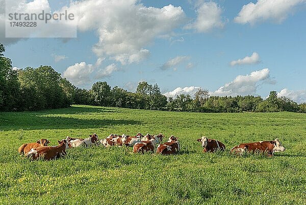 Kuh auf der Weide im Juragebirge  Frankreich  Europa