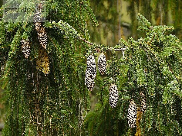 Zapfen an einer Fichte (Picea)  Nationalpark Harz  Harz  Niedersachsen  Deutschland  Europa