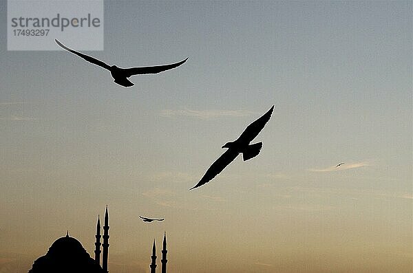 Silhouetten von Möven im Gegenlicht mit Moschee  islamisches Gebetshaus im Abendlicht mit Möven  Istanbul Türkei