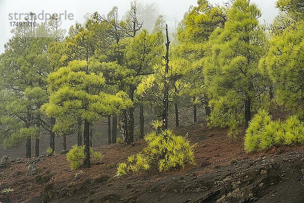 Kanarische Kiefer (Pinus canariensis) nach einem Waldbrand  El Hierro  Kanarische Inseln  Spanien  Europa