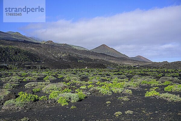 Lavafelder mit frischem Grün  Fuencaliente  La Palma  Spanien  Europa