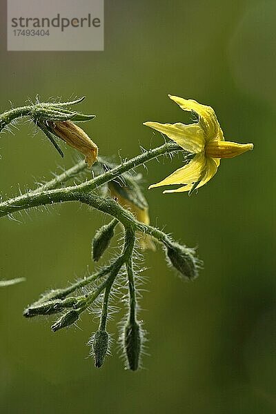 Tomate (Lycopersicon esculentum)  Kirschtomate Cherry Tomatoe var. Cerasiforme Blüte bloom Ellerstadt Deutschland Germany