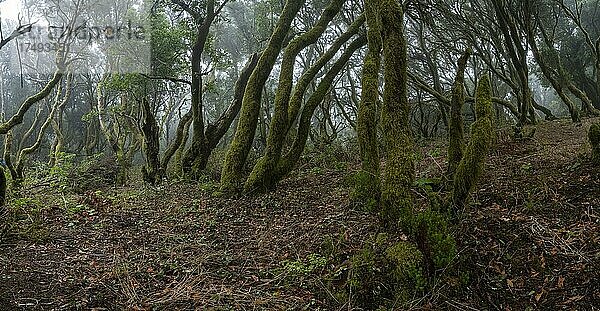 Mit Moos bewachsene Bäume im Lorbeerwald  Laurisilva  Monteverde  El Hierro  Kanarische Inseln  Spanien  Europa