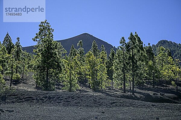 Kanarische Kiefer (Pinus canariensis) wächst auf Vulkanschlacke  Mirador del Llano del Jable  vom Ausbruch 2021 zerstört  El Paso  La Palma  Spanien  Europa