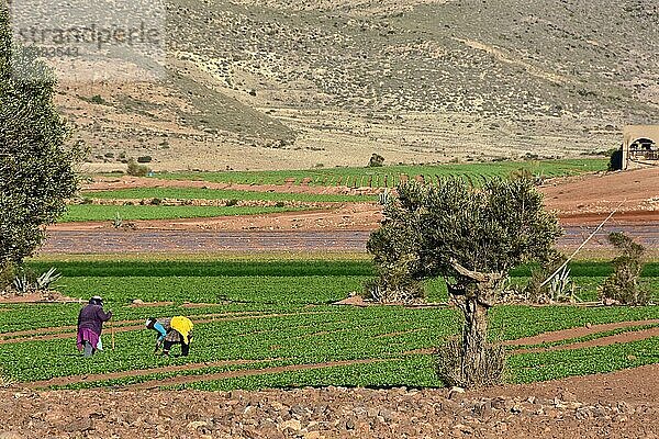 Zwei Arbeiter auf einem Salatfeld mit Olivenbaum  Andalusien  Spanien  Europa