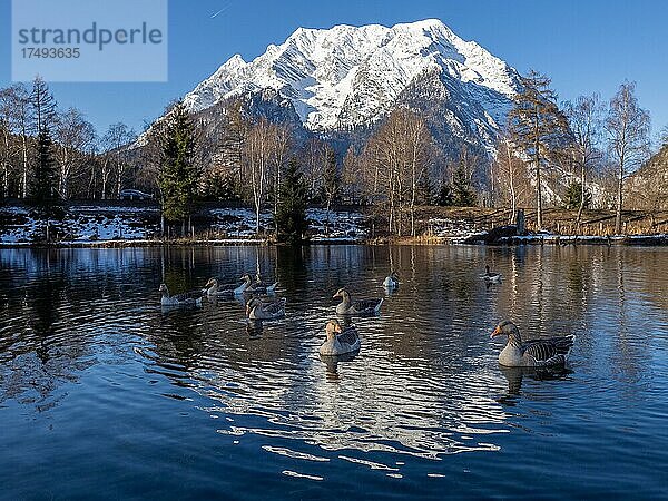 Gänse schwimmen im See  Berg Grimming spiegelt sich im See im Winter  Trautenfels bei Liezen  Steiermark  Österreich  Europa