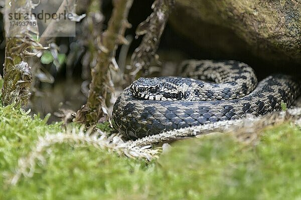 Kreuzotter (Vipera berus)  Bayern  Deutschland  Europa