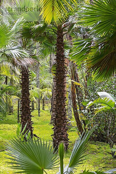 Baumfarne (Cyatheales) im botanischen Garten Terra Nostra Park  Furnas  Insel Sao Miguel  Azoren  Portugal  Europa