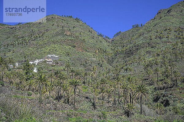 Kanarische Dattelpalme (Phoenix canariensis) und der Ort Imada  Alajeró  La Gomera  Spanien  Europa