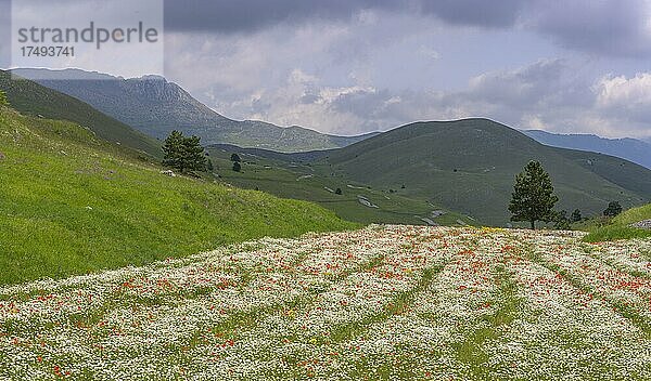 Blühendes Mohn und Margeritenfeld  Campo Imperatore  Provinz L?Aquila  Italien  Europa