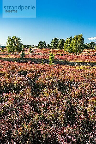 Typische Heidelandschaft mit blühendem Heidekraut  Lüneburger Heide  Niedersachsen  Deutschland  Europa