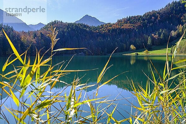 Alatsee bei Füssen  im Herbst  Ostallgäu  Oberbayern  Bayern  Deutschland  Europa