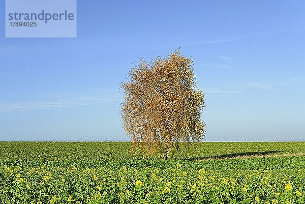 Birke (Betula)  Solitärbaum mit Herbstlaub am Feld  Zwischenfrucht Acker-Senf (Sinapis arvensis) in Blüte  blauer Himmel  Nordrhein-Westfalen  Deutschland  Europa