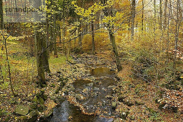 Fluss Radau im Radautal  Nationalpark Harz  Harz  Niedersachsen  Deutschland  Europa