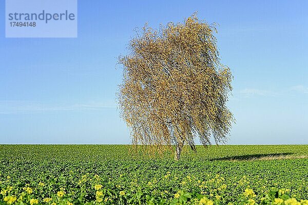 Birke (Betula)  Solitärbaum am Feld  Zwischenfraucht Acker-Senf (Sinapis arvensis) in Blüte  blauer Himmel  Nordrhein-Westfalen  Deutschland  Europa