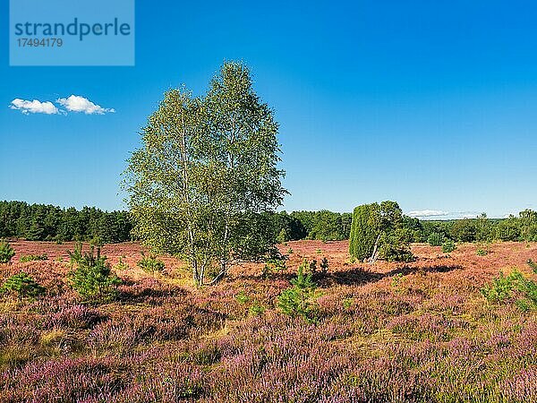 Typische Heidelandschaft mit blühendem Heidekraut  Birken und Wacholder  Lüneburger Heide  Niedersachsen  Deutschland  Europa