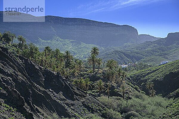 Blick zu einem Palmenhain unterhalb des Ortes  Wanderung zur Playa del Trigo  Alojera  La Gomera  Spanien  Europa