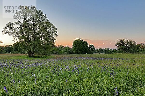 Sibirische Schwertlilie (Iris sibirica)  Schwertliliengewächse (Iridaceae)  Feuchtwiese  Eriskircher Ried  Bodensee  Baden-Württemberg  Deutschland  Europa