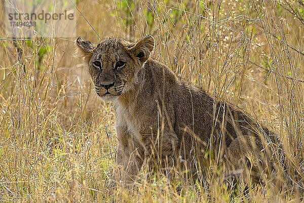 Löwe (Panthera leo)  in hohem Gras verstecktes Jungtier  während Löwin auf der Jagd ist  Moremi Game Reserve West  Okavango Delta  Botswana  Afrika
