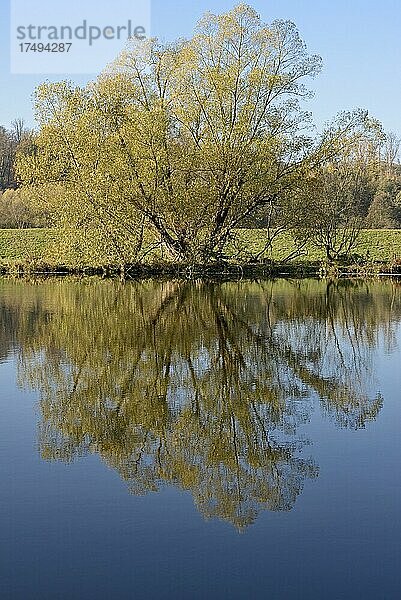 Weiden (Salix)  Bäume am Flussufer spiegeln sich auf der Wasseroberfläche  blauer Himmel  Nordrhein-Westfalen  Deutschland  Europa