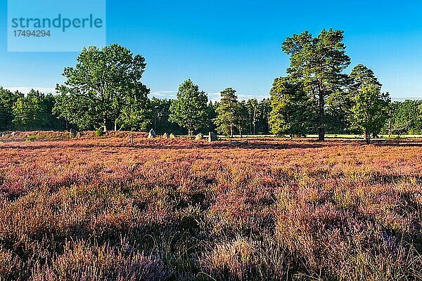 Typische Heidelandschaft mit blühendem Heidekraut und Großsteingrab  Lüneburger Heide  Niedersachsen  Deutschland  Europa