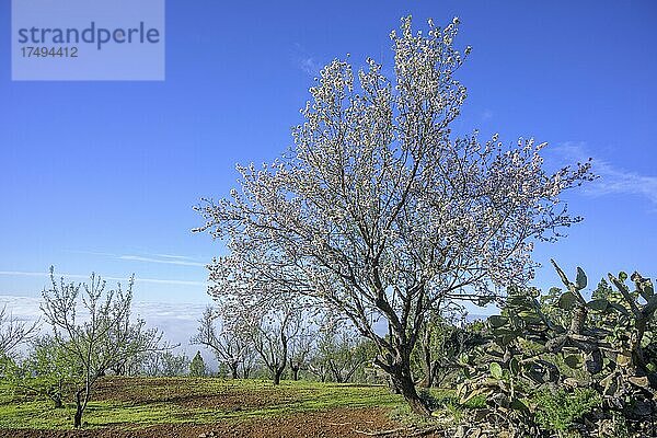 Blühender Mandelbaum (Prunus dulcis)  Las Tricias  La Palma  Spanien  Europa