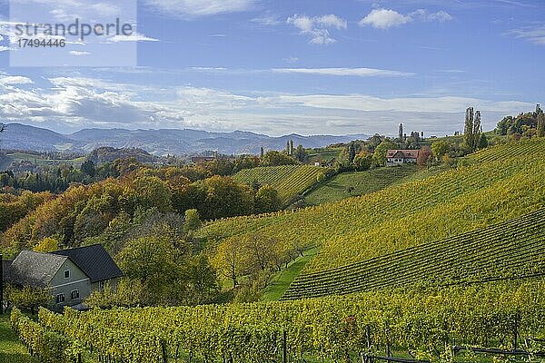 Herbstliche Weinberge  Glanz an der Weinstraße  Steiermark  Österreich  Europa