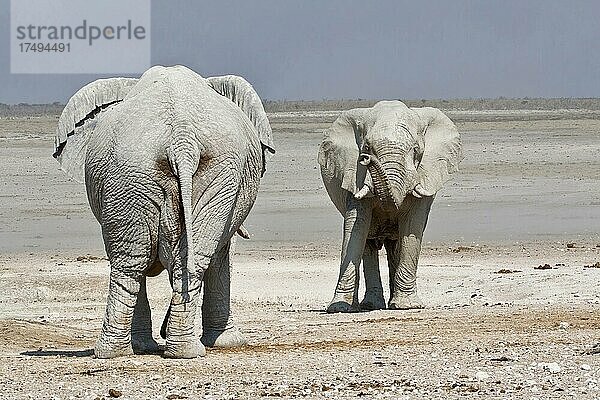Begegnung zweier Afrikanischer (Loxodonta africana) Elefanten  Etosha-Nationalpark  Namibia  Afrika