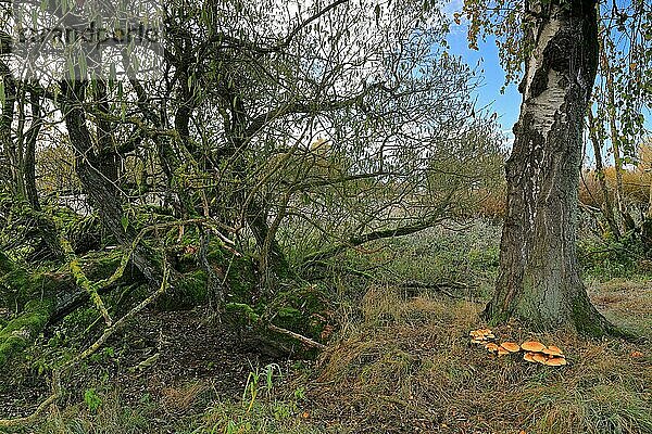 Pilze unter einer Birke (Betula)  Weide (Salix)  Totholz  Unterhölzer Weiher  Geisingen  Naturpark Obere Donau  Baden-Württemberg  Deutschland  Europa