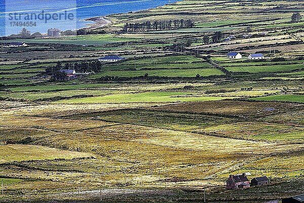 Blick vom Coomanaspig Pass auf Wiesen  Felder und einzelne Häuser  Panoramastraße Skellig Ring  Portmagee  Halbinsel Iveragh  Kerry  Irland  Europa