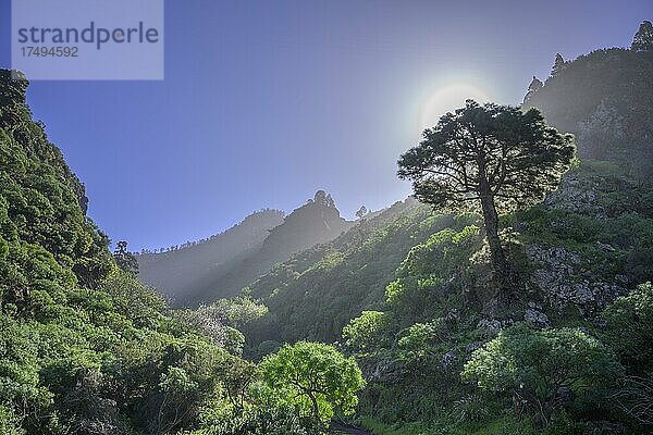 Kanarische Kiefer (Pinus canariensis) im Gegenlicht  La Palma  Spanien  Europa