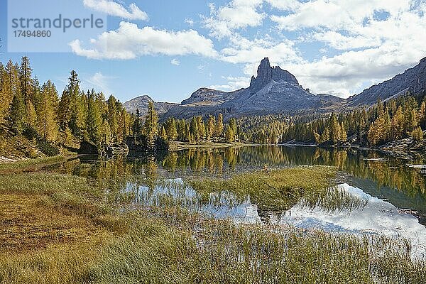 Monte Pelmo spiegelt sich in Bergsee Lago Federa mit herbstlich gefärbten Lärchen  Dolomiten  Provinz Trentino  Italien  Europa