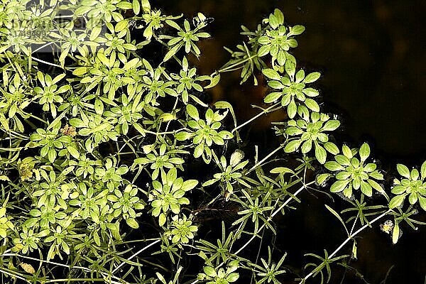 Common water-starwort Callitriche palustris Blätter leafs im Wasser in water im Teich in pond Ellerstadt Deutschland Germany
