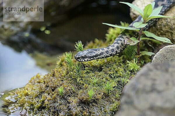 Kreuzotter (Vipera berus)  Bayern  Deutschland  Europa