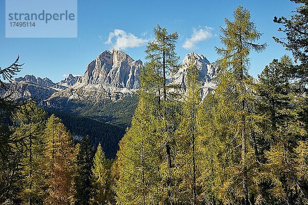 Blick durch herbstlichen Lärchenwald auf Gipfel der Fanesgruppe  Dolomiten  Provinz Trentino  Italien  Europa