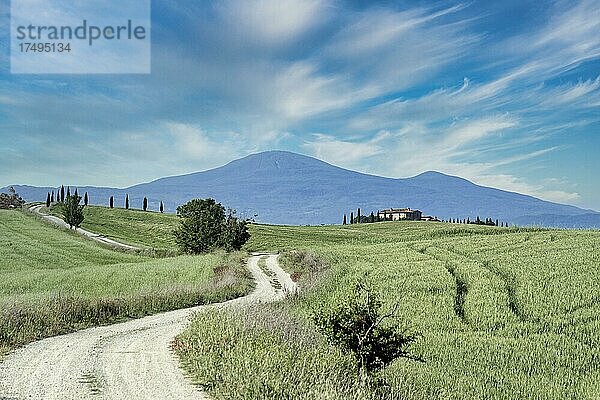 Zypressen (Cupressus) und Felder bei Terrapille  Pienza  Val d'Orcia  Toskana  Italien  Europa