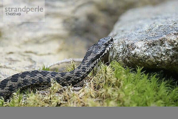 Kreuzotter (Vipera berus)  Bayern  Deutschland  Europa