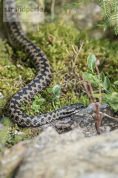 Kreuzotter (Vipera berus)  Bayern  Deutschland  Europa