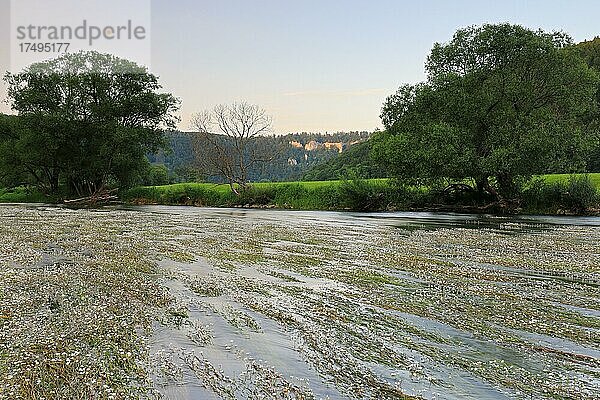 Flutender Wasserhahnenfuß (Ranunculus fluitans)  Hahnenfußgewächse (Ranunculaceae)  Donau  Fluss  Wasser  Fels  Hausen im Tal  Beuron  Donautal  Naturpark Obere Donau  Baden-Württemberg  Deutschland  Europa