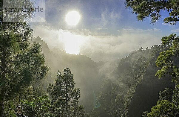 Nebelstimmung mit Kanarischer Kiefer (Pinus canariensis) beim Mirador Barranco de Garome  Puntagorda  La Palma  Spanien  Europa