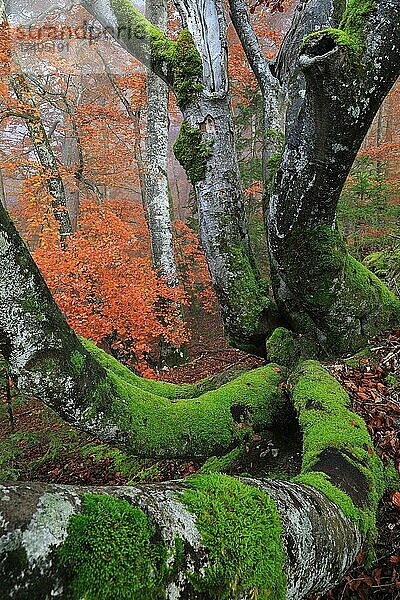 Buche (Fagus) (Fagaceae) im Herbstwald  Moos auf Buchenstamm  Mischwald  Inzigkofen  Naturpark Obere Donau  Baden-Württemberg  Deutschland  Europa