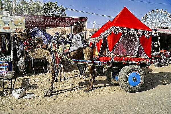 Kamelwagen  Kamelmarkt Pushkar  Rajasthan  Indien  Asien