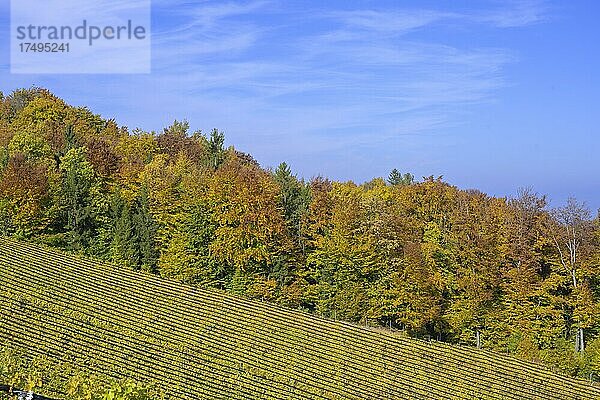 Herbstliche Weinberge  Gamlitz  Steiermark  Österreich  Europa