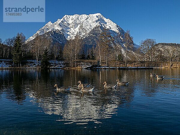 Gänse schwimmen im See  Berg Grimming spiegelt sich im See im Winter  Trautenfels bei Liezen  Steiermark  Österreich  Europa