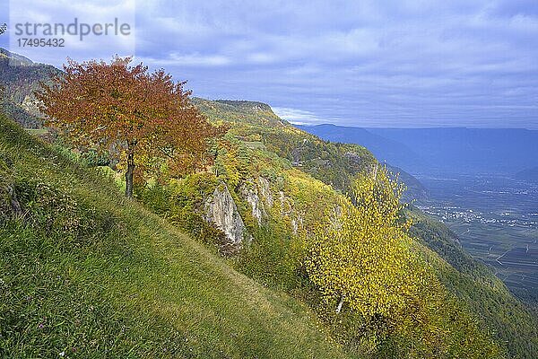 Prächtiger Herbstwald und Burg Festenstein  Gasthof Lipp  Perdonig  Südtirol  Italien  Europa