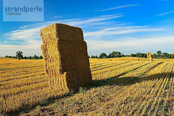 Stoppelfeld mit Strohballen im Morgenlicht  Sommerlandschaft unter blauem Himmel mit Wolken  Naturpark Märkische Schweiz  Brandenburg  Deutschland  Europa