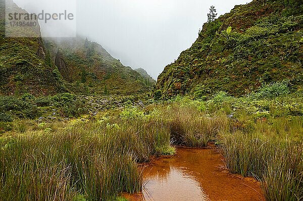 Mooslandschaft mit orangen eisenhaltigen Wasser  Vale das Lombadas  Serra de Aqua de Pau  Insel Sao Miguel  Azoren  Portugal  Europa