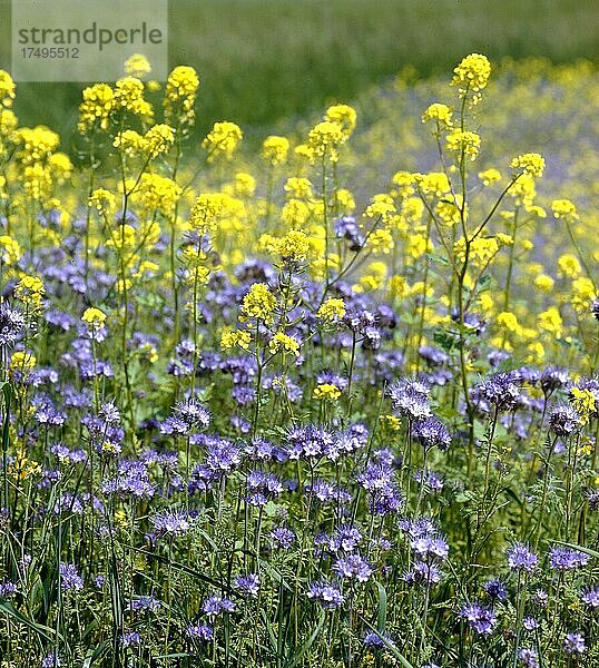 Büschelschön (Phacelia) auch Bienenfreund  oder Bienenweide und Senf  Weißer Senf Sinapis alba Synonym: Braßica alba L.)